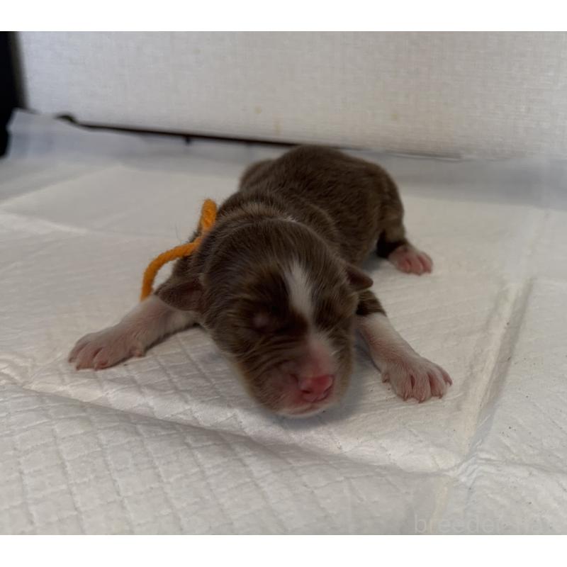 販売中の山梨県のオーストラリアンシェパード-436373の2枚目