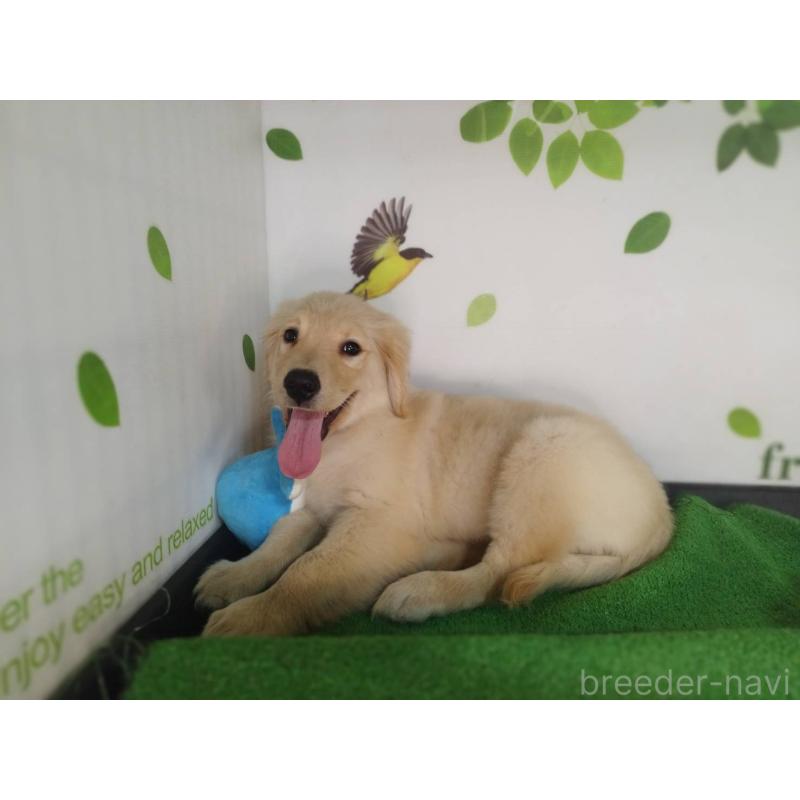 販売中の三重県のゴールデンレトリーバー-431780の4枚目