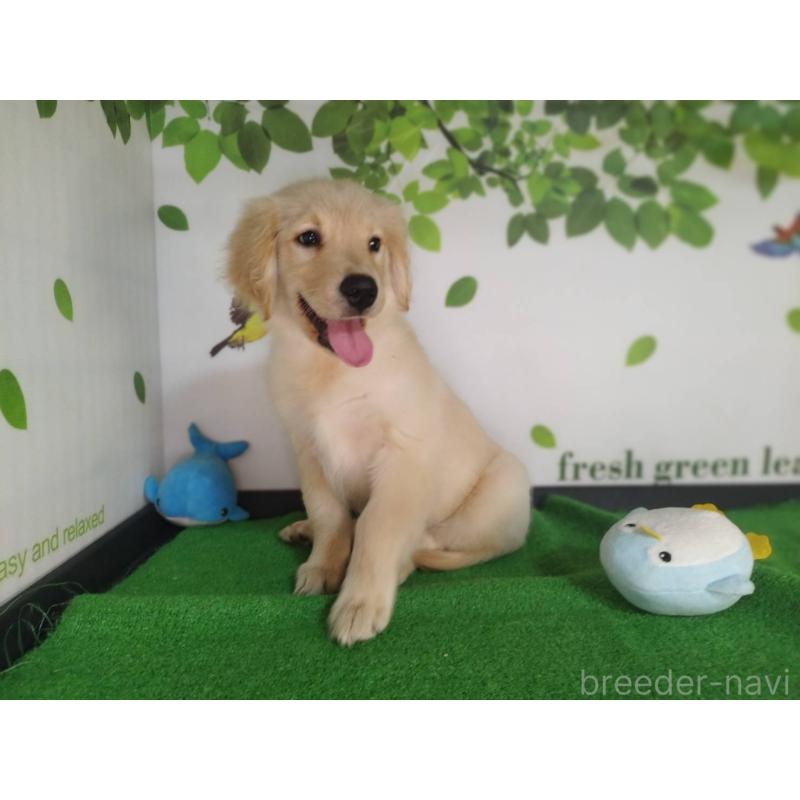 販売中の三重県のゴールデンレトリーバー-431780の3枚目