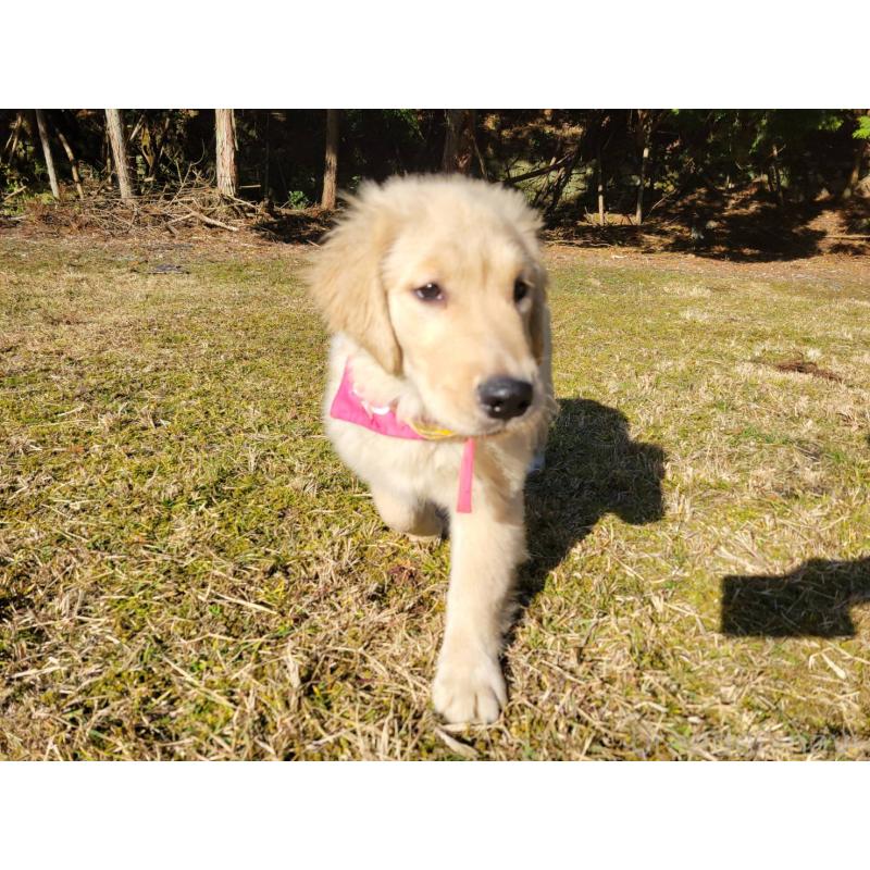 成約済の三重県のゴールデンレトリーバー-419832の5枚目