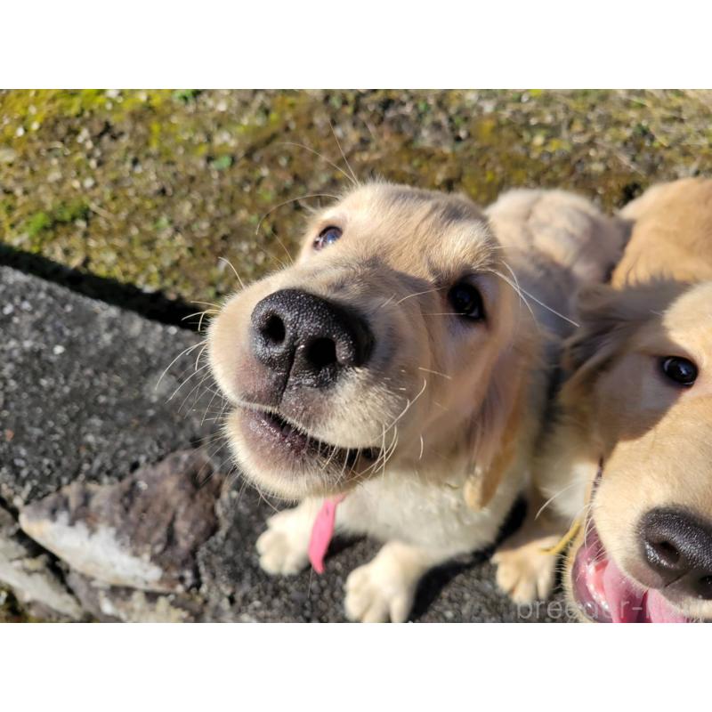 成約済の三重県のゴールデンレトリーバー-419832の4枚目