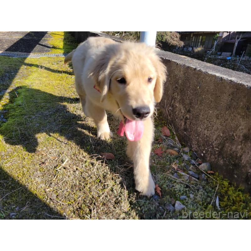 成約済の三重県のゴールデンレトリーバー-419832の3枚目