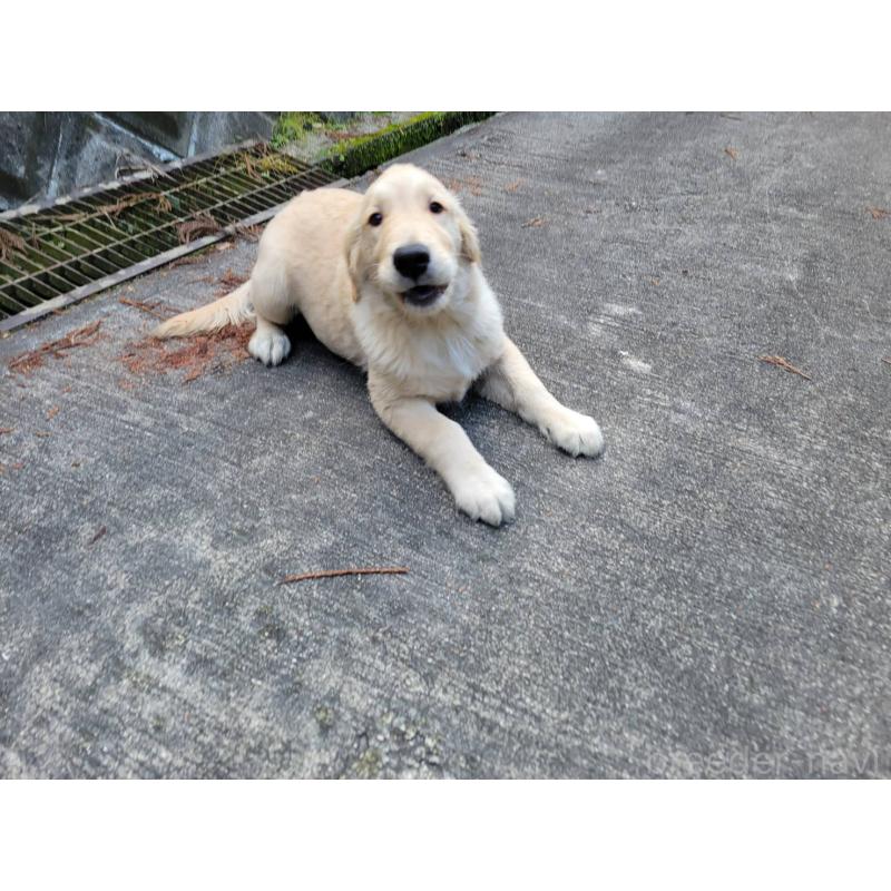 販売中の三重県のゴールデンレトリーバー-415610の4枚目