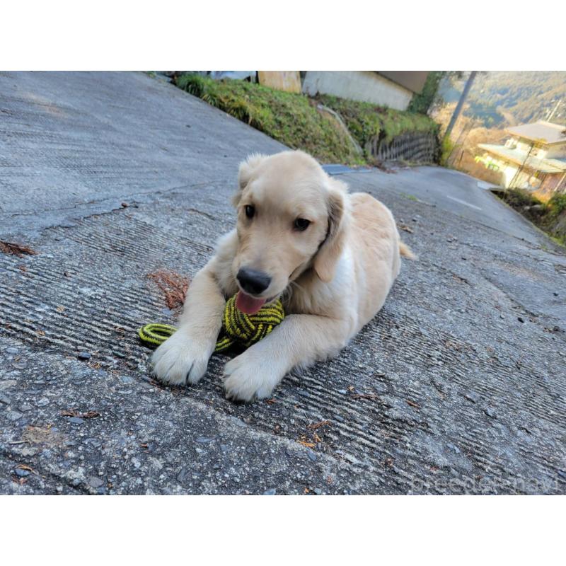 販売中の三重県のゴールデンレトリーバー-415610の3枚目