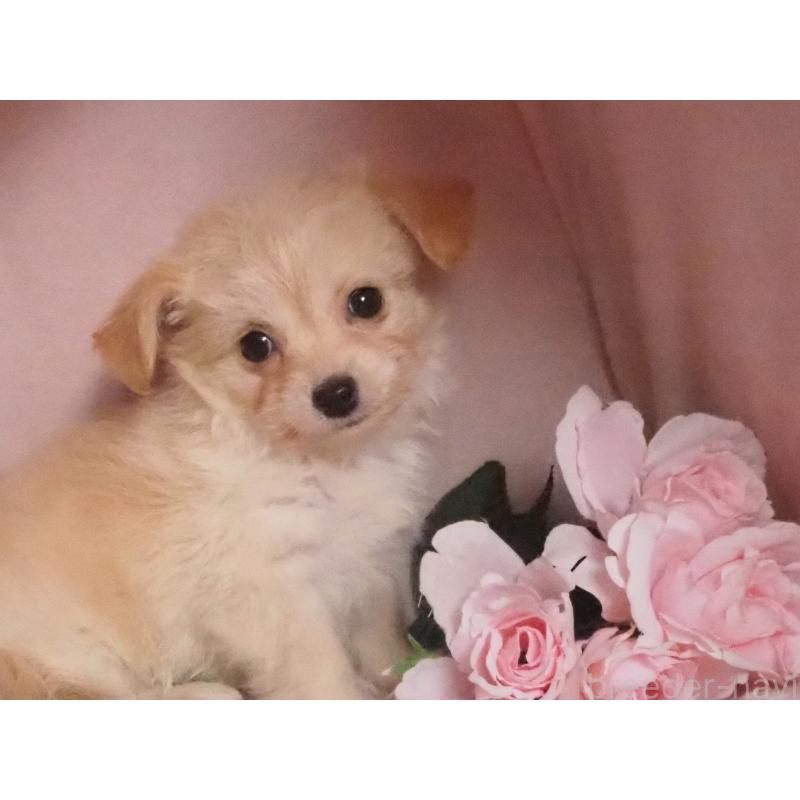 販売中の岡山県のチワプー:チワワ×トイプードル-436385の2枚目