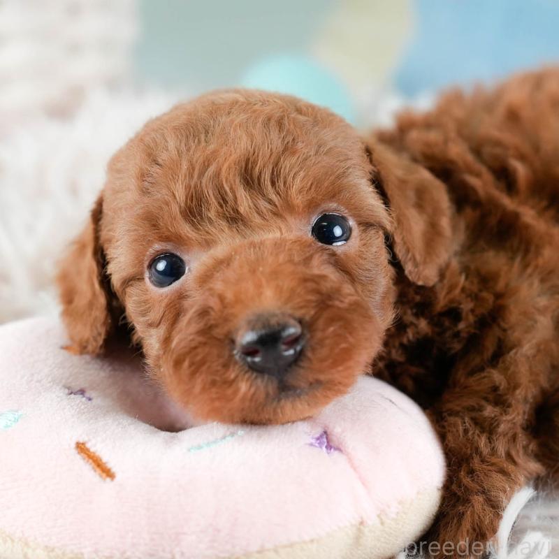 販売中の埼玉県のトイプードル-436380