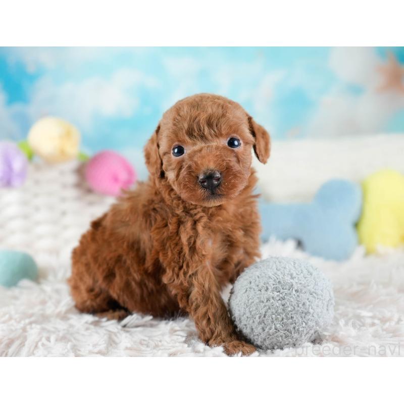 販売中の埼玉県のトイプードル-436380の10枚目