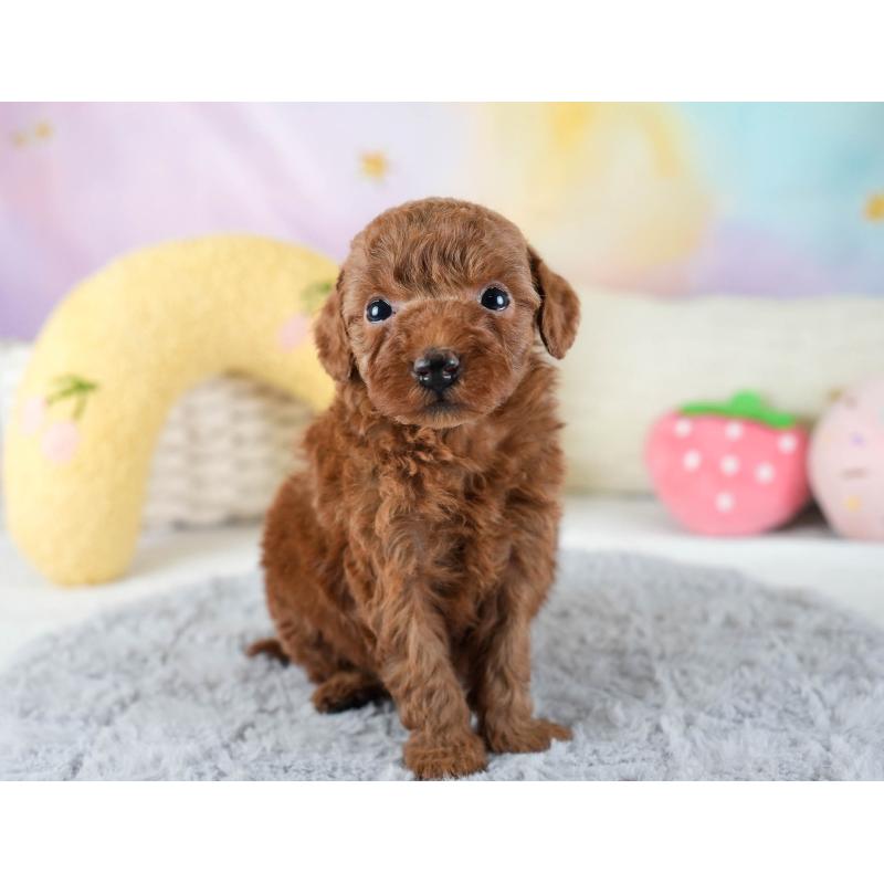 販売中の埼玉県のトイプードル-436380の9枚目