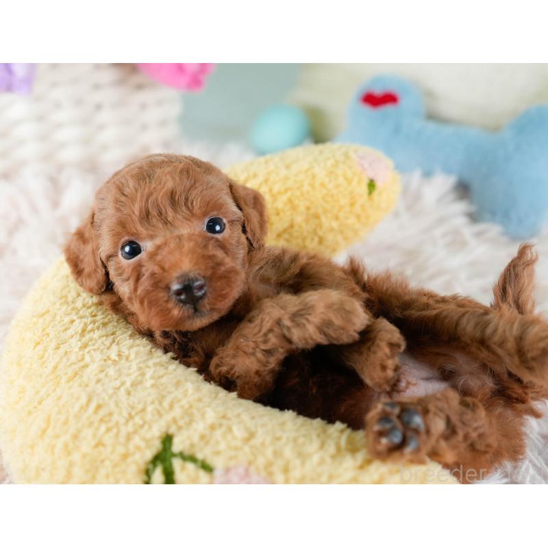 販売中の埼玉県のトイプードル-436380の8枚目