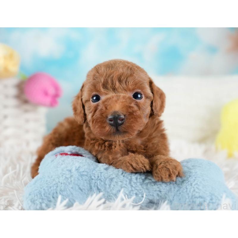 販売中の埼玉県のトイプードル-436380の7枚目