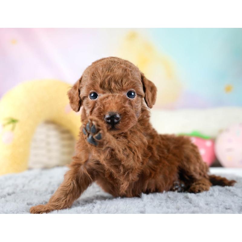 販売中の埼玉県のトイプードル-436380の6枚目