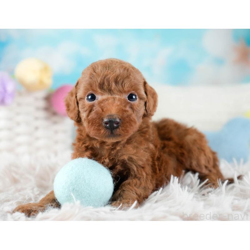 販売中の埼玉県のトイプードル-436380の5枚目