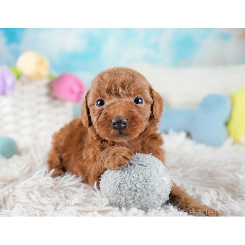 販売中の埼玉県のトイプードル-436380の4枚目