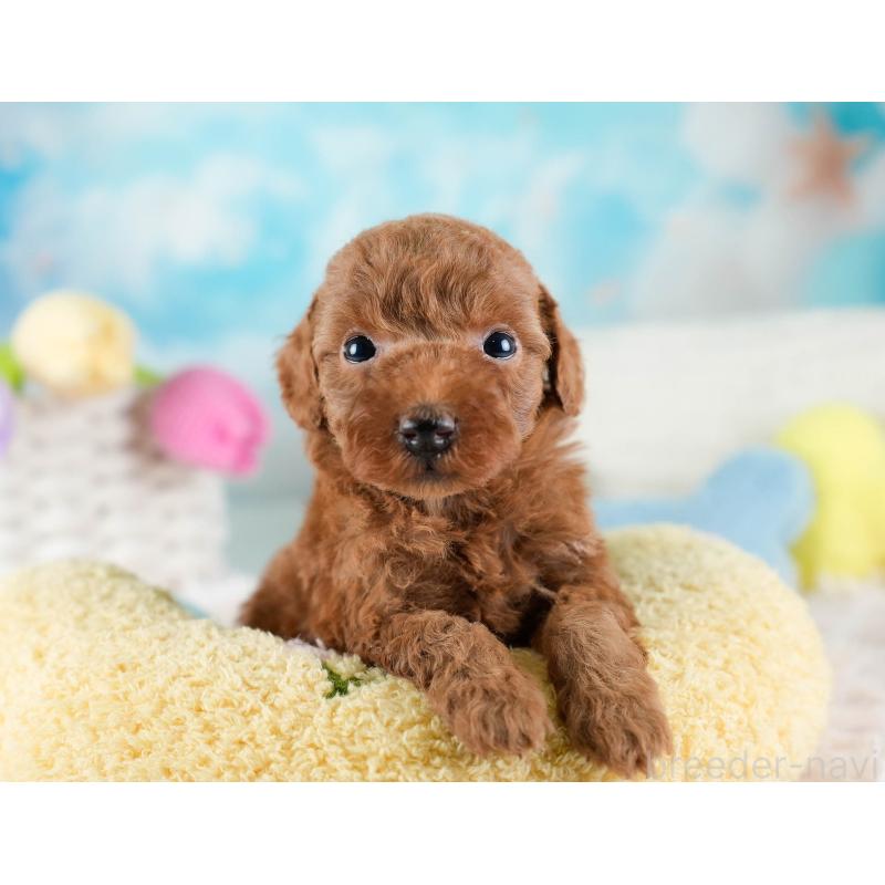 販売中の埼玉県のトイプードル-436380の3枚目