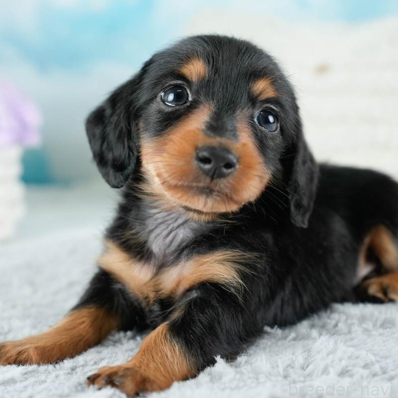 販売中の埼玉県のカニンヘンダックスフンド(ロングヘアード)-436384