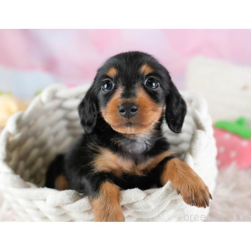 販売中の埼玉県のカニンヘンダックスフンド(ロングヘアード)-436384の9枚目