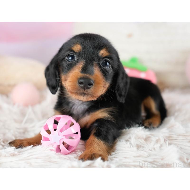 販売中の埼玉県のカニンヘンダックスフンド(ロングヘアード)-436384の8枚目