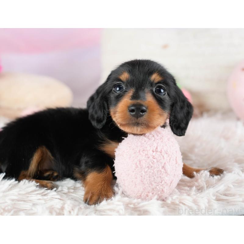 販売中の埼玉県のカニンヘンダックスフンド(ロングヘアード)-436384の7枚目