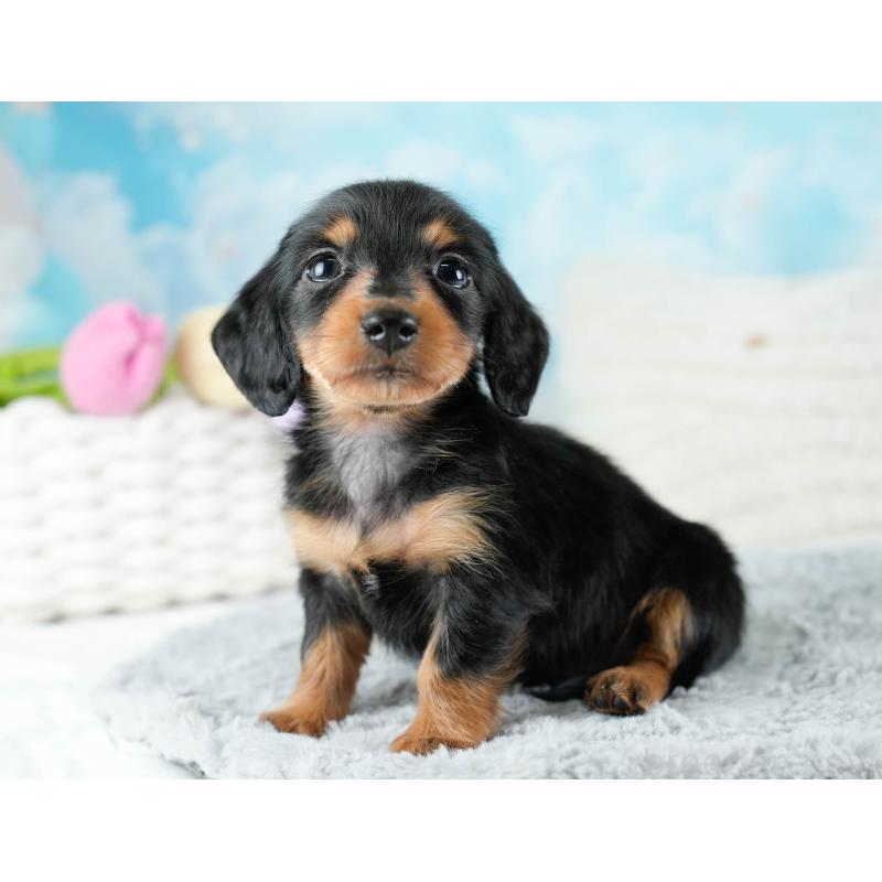 販売中の埼玉県のカニンヘンダックスフンド(ロングヘアード)-436384の4枚目