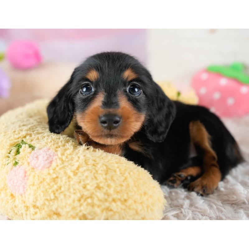 販売中の埼玉県のカニンヘンダックスフンド(ロングヘアード)-436384の3枚目