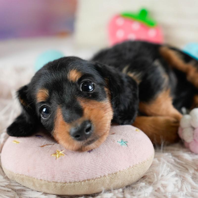 販売中の埼玉県のカニンヘンダックスフンド(ロングヘアード)-436386