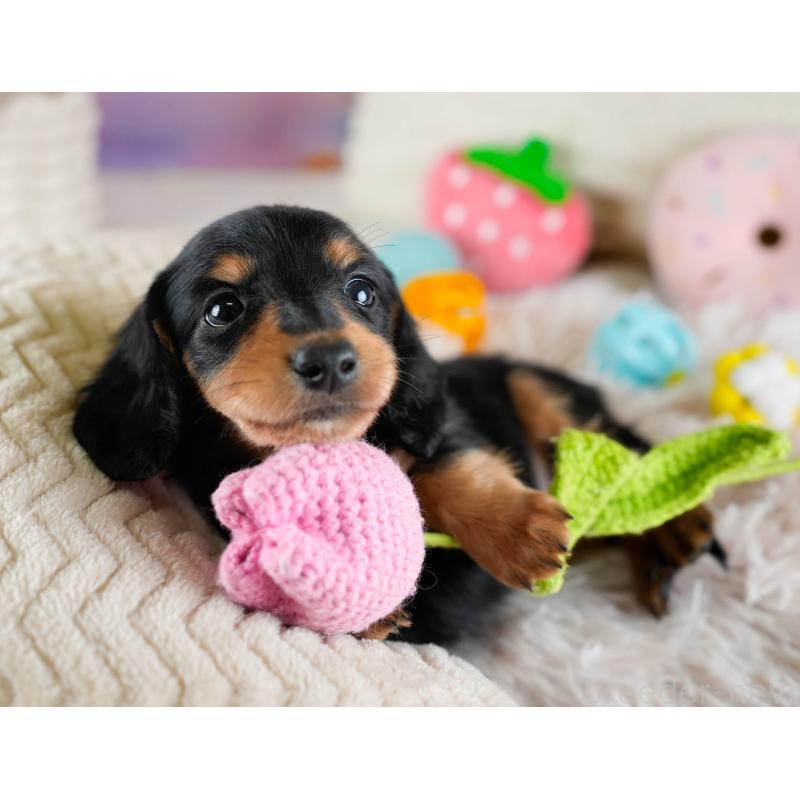 販売中の埼玉県のカニンヘンダックスフンド(ロングヘアード)-436386の11枚目