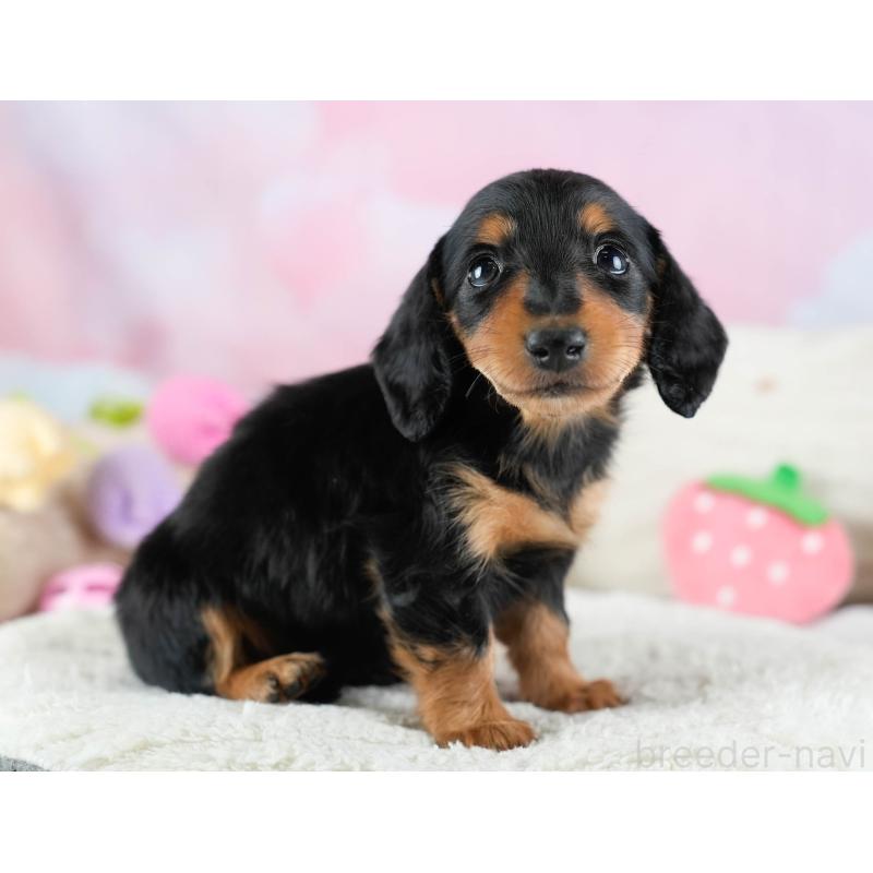 販売中の埼玉県のカニンヘンダックスフンド(ロングヘアード)-436386の10枚目