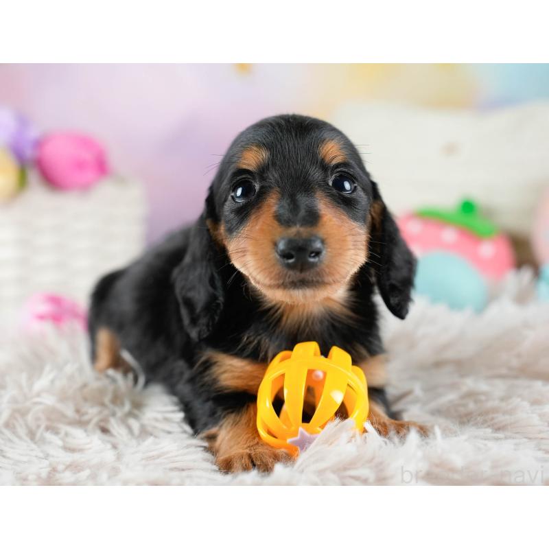 販売中の埼玉県のカニンヘンダックスフンド(ロングヘアード)-436386の9枚目