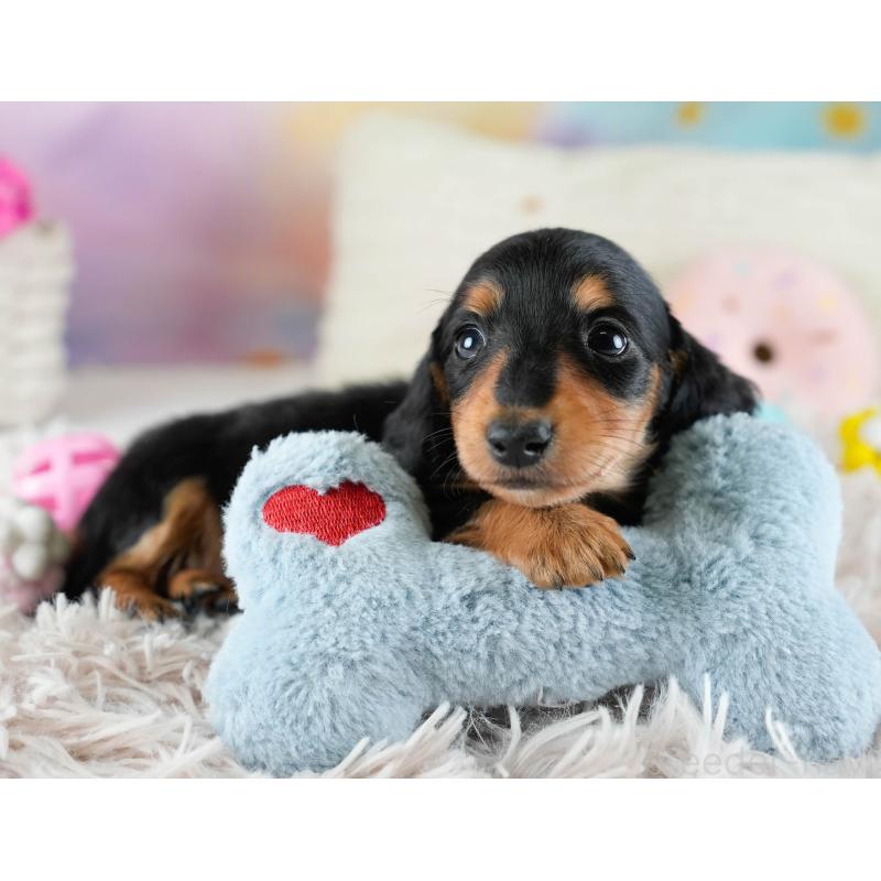 販売中の埼玉県のカニンヘンダックスフンド(ロングヘアード)-436386の8枚目