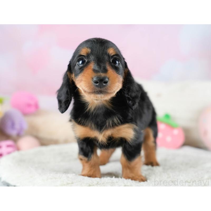 販売中の埼玉県のカニンヘンダックスフンド(ロングヘアード)-436386の7枚目