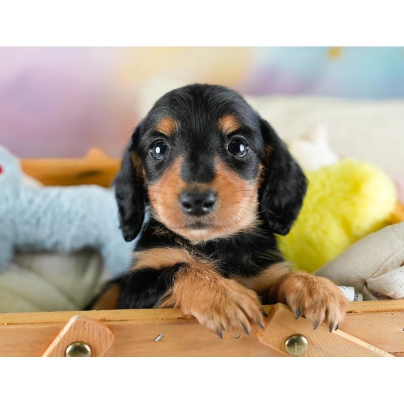 販売中の埼玉県のカニンヘンダックスフンド(ロングヘアード)-436386の6枚目