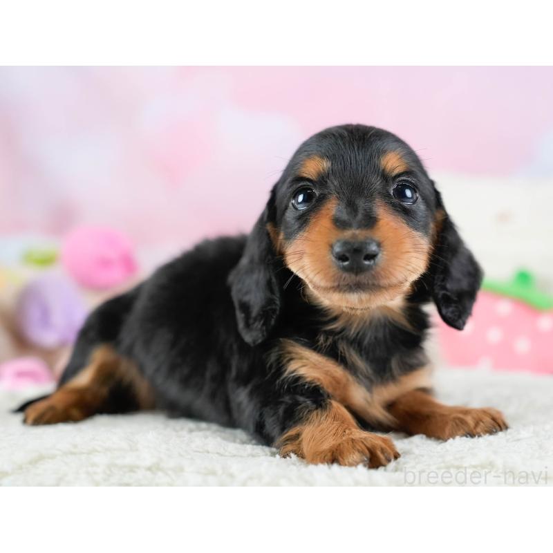 販売中の埼玉県のカニンヘンダックスフンド(ロングヘアード)-436386の5枚目