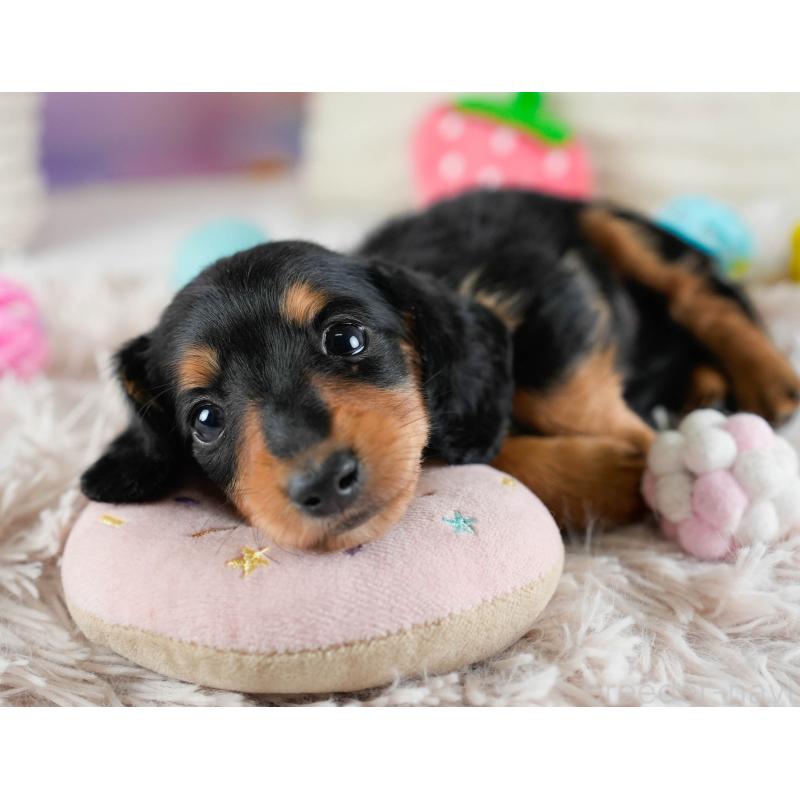 販売中の埼玉県のカニンヘンダックスフンド(ロングヘアード)-436386の4枚目