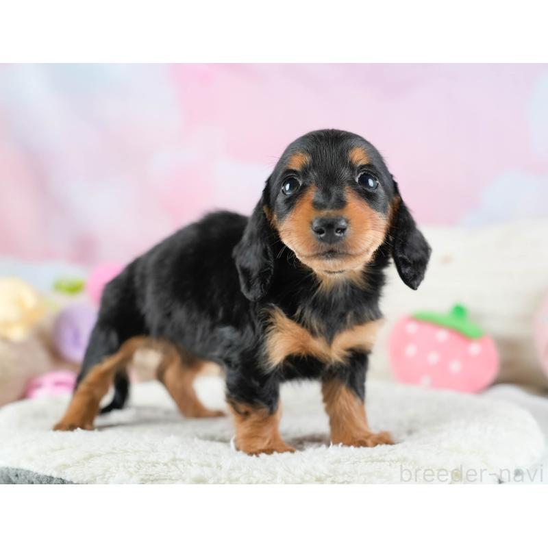 販売中の埼玉県のカニンヘンダックスフンド(ロングヘアード)-436386の3枚目