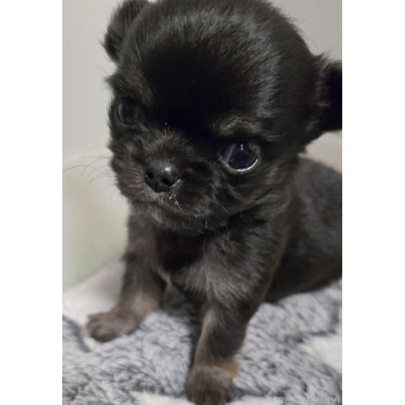 販売中の滋賀県のチワワ(ロングコート)-436388の7枚目