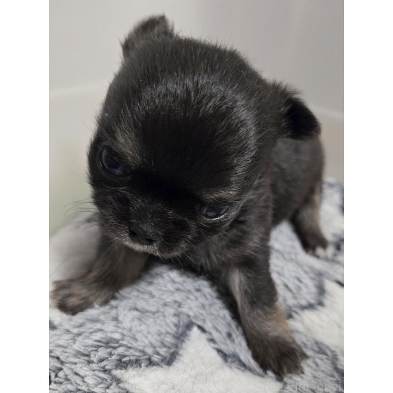 販売中の滋賀県のチワワ(ロングコート)-436388の6枚目