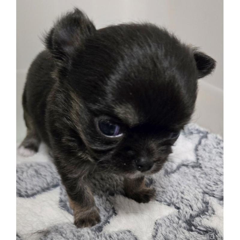 販売中の滋賀県のチワワ(ロングコート)-436388の5枚目