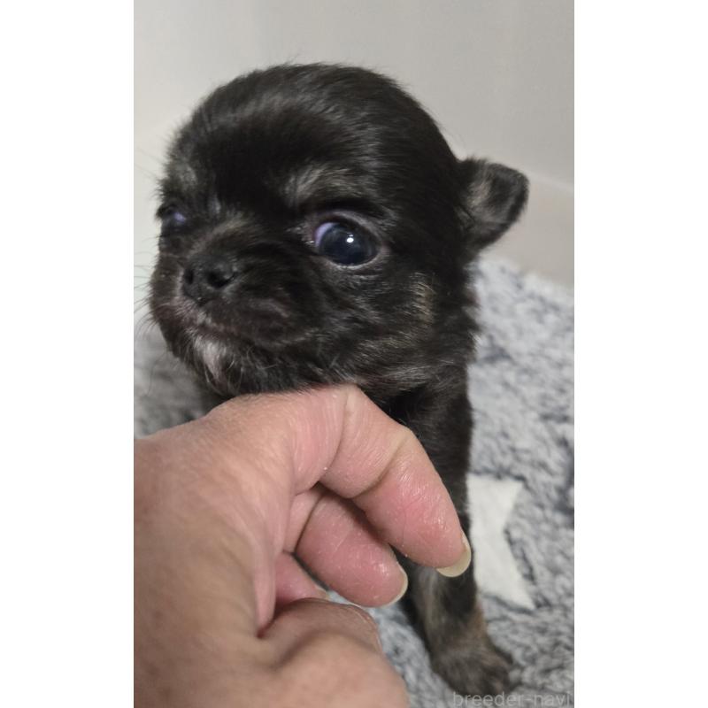 販売中の滋賀県のチワワ(ロングコート)-436388の4枚目