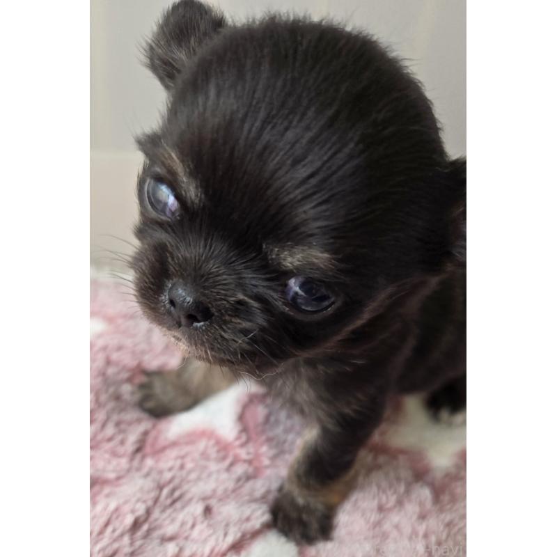 販売中の滋賀県のチワワ(ロングコート)-436388の3枚目