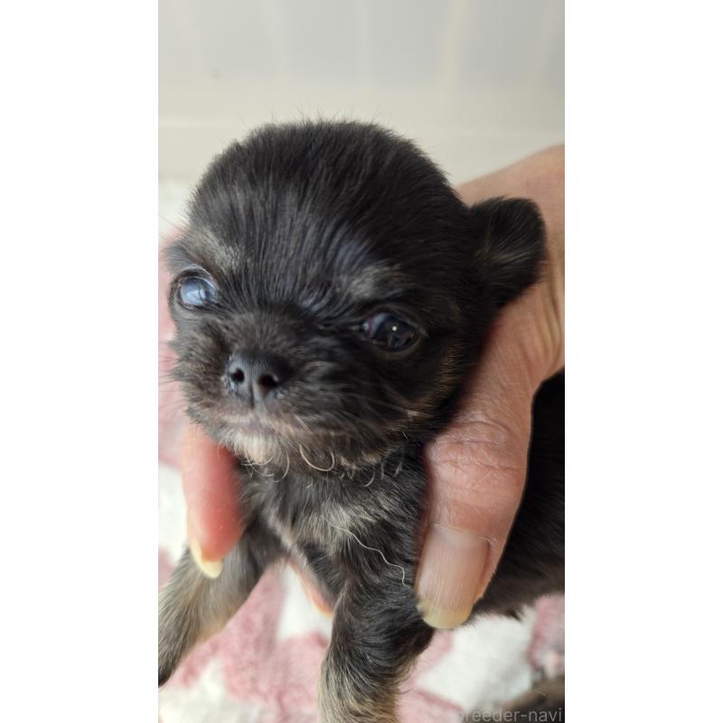 販売中の滋賀県のチワワ(ロングコート)-436388の2枚目