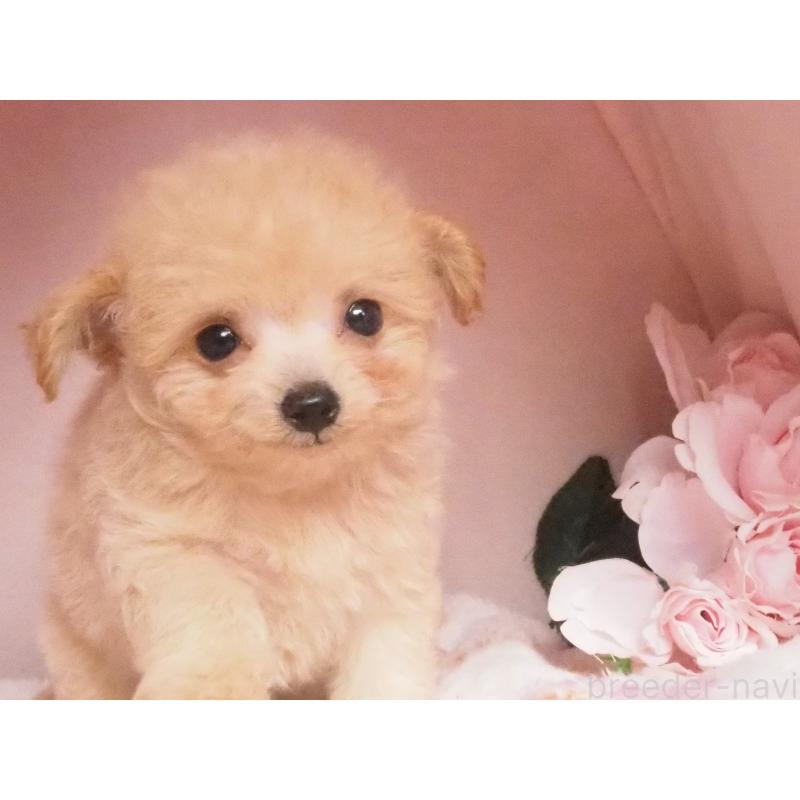 販売中の岡山県のチワプー:チワワ×トイプードル-436390の3枚目