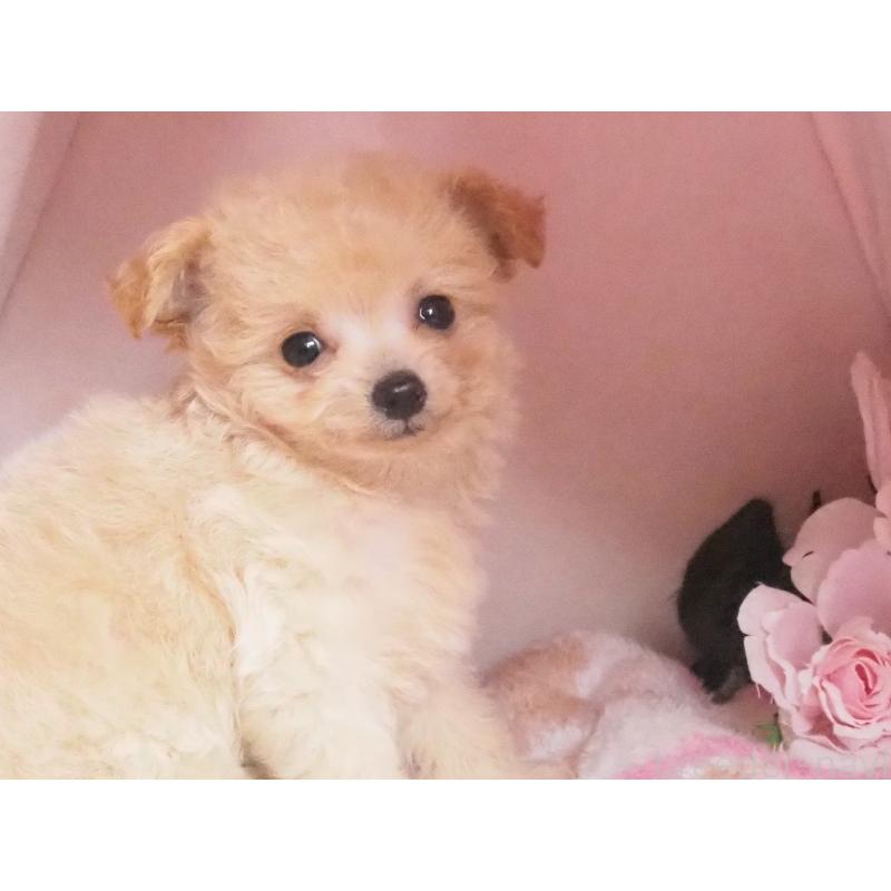 販売中の岡山県のチワプー:チワワ×トイプードル-436390の2枚目