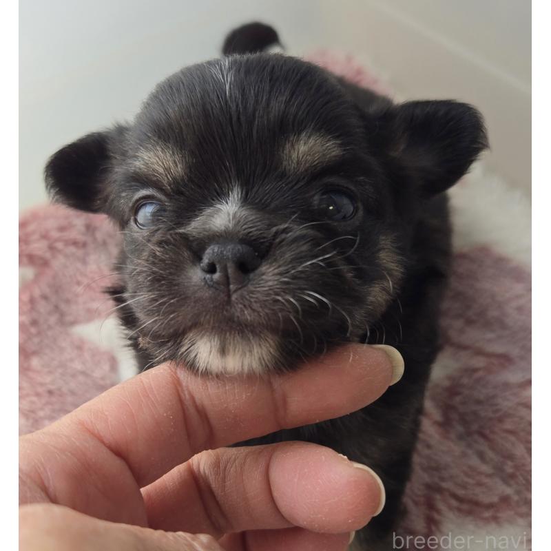 販売中の滋賀県のチワワ(ロングコート)-436389の4枚目