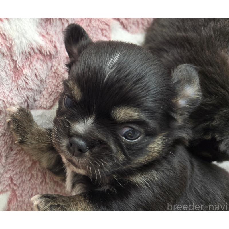 販売中の滋賀県のチワワ(ロングコート)-436389の3枚目