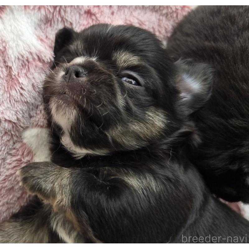 販売中の滋賀県のチワワ(ロングコート)-436389の2枚目