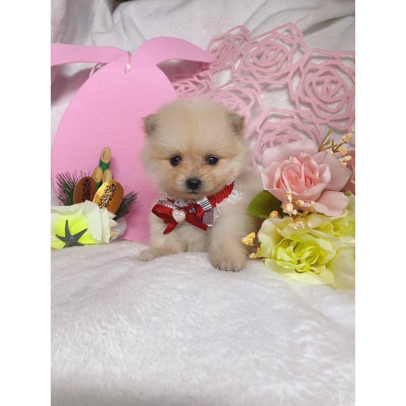 成約済の千葉県のポメラニアン-431834の2枚目