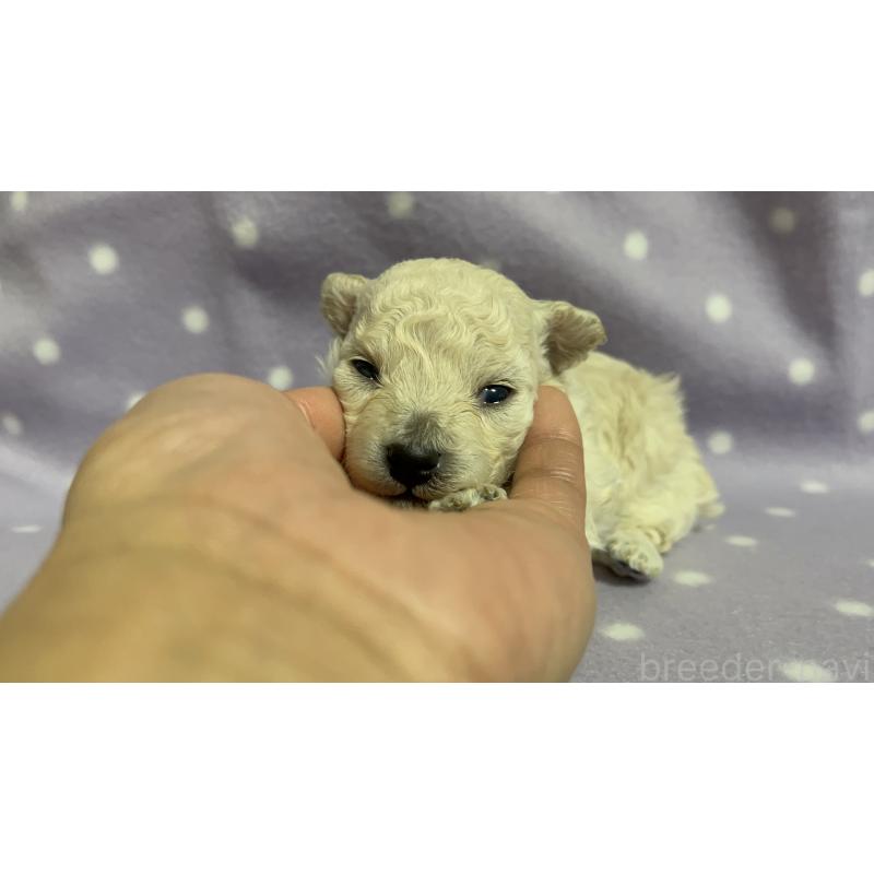 販売中の茨城県のトイプードル-436391の8枚目