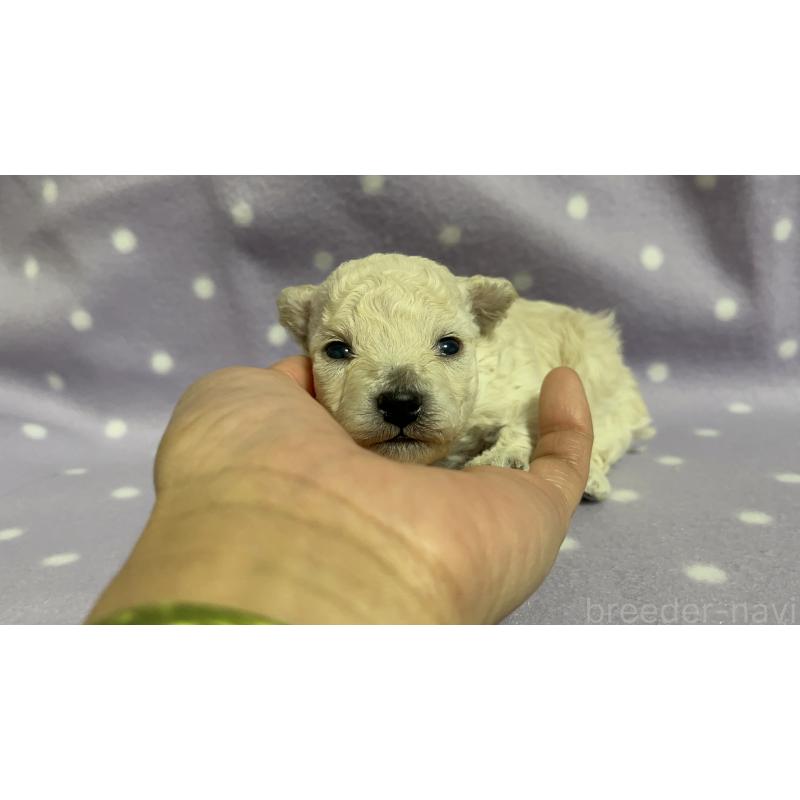 販売中の茨城県のトイプードル-436391の7枚目