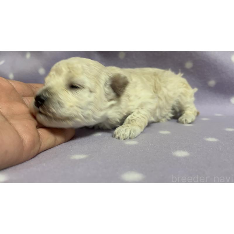 販売中の茨城県のトイプードル-436391の5枚目