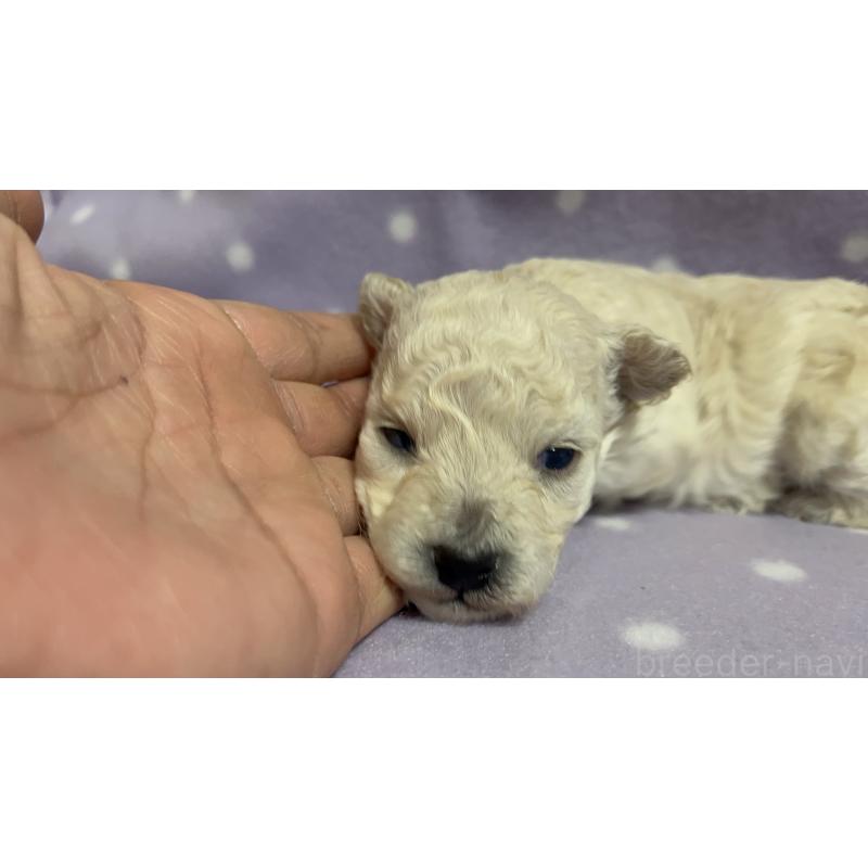 販売中の茨城県のトイプードル-436391の4枚目